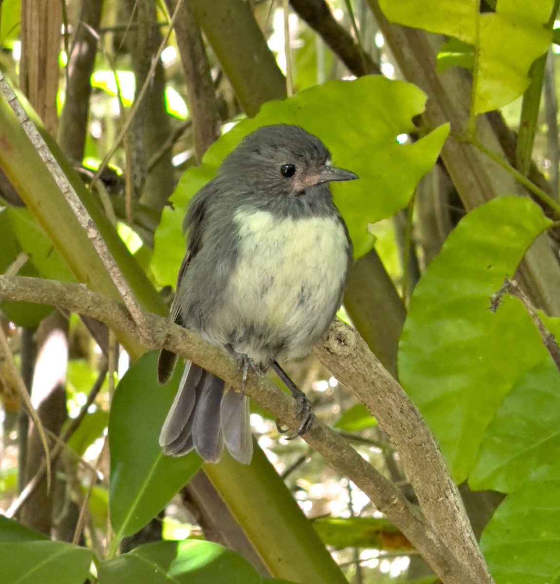 South Island Robin - ML645738051