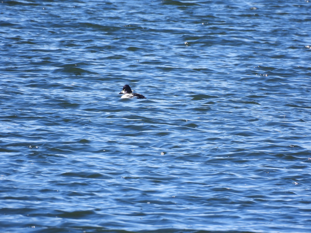 キタホオジロガモ - ML645738053