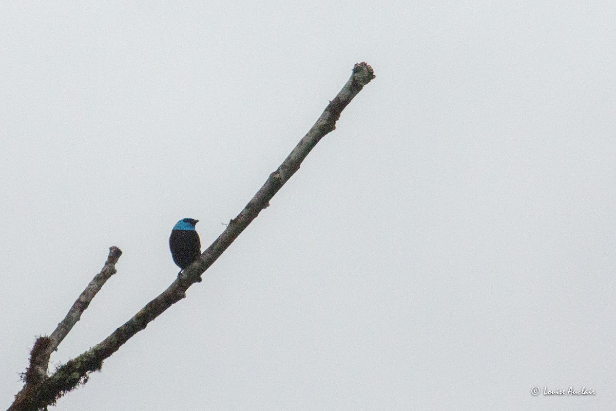 Лазурноголовая танагра - ML645738063