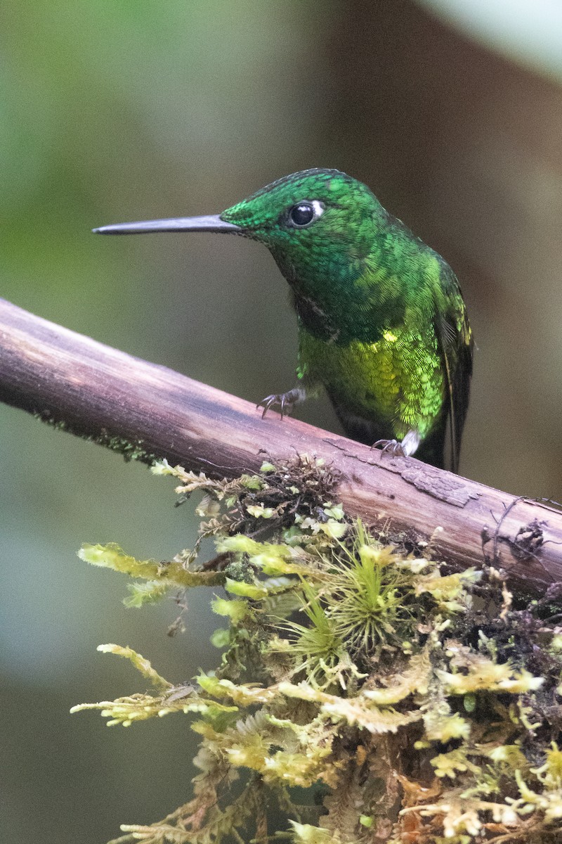 Empress Brilliant - ML645738074