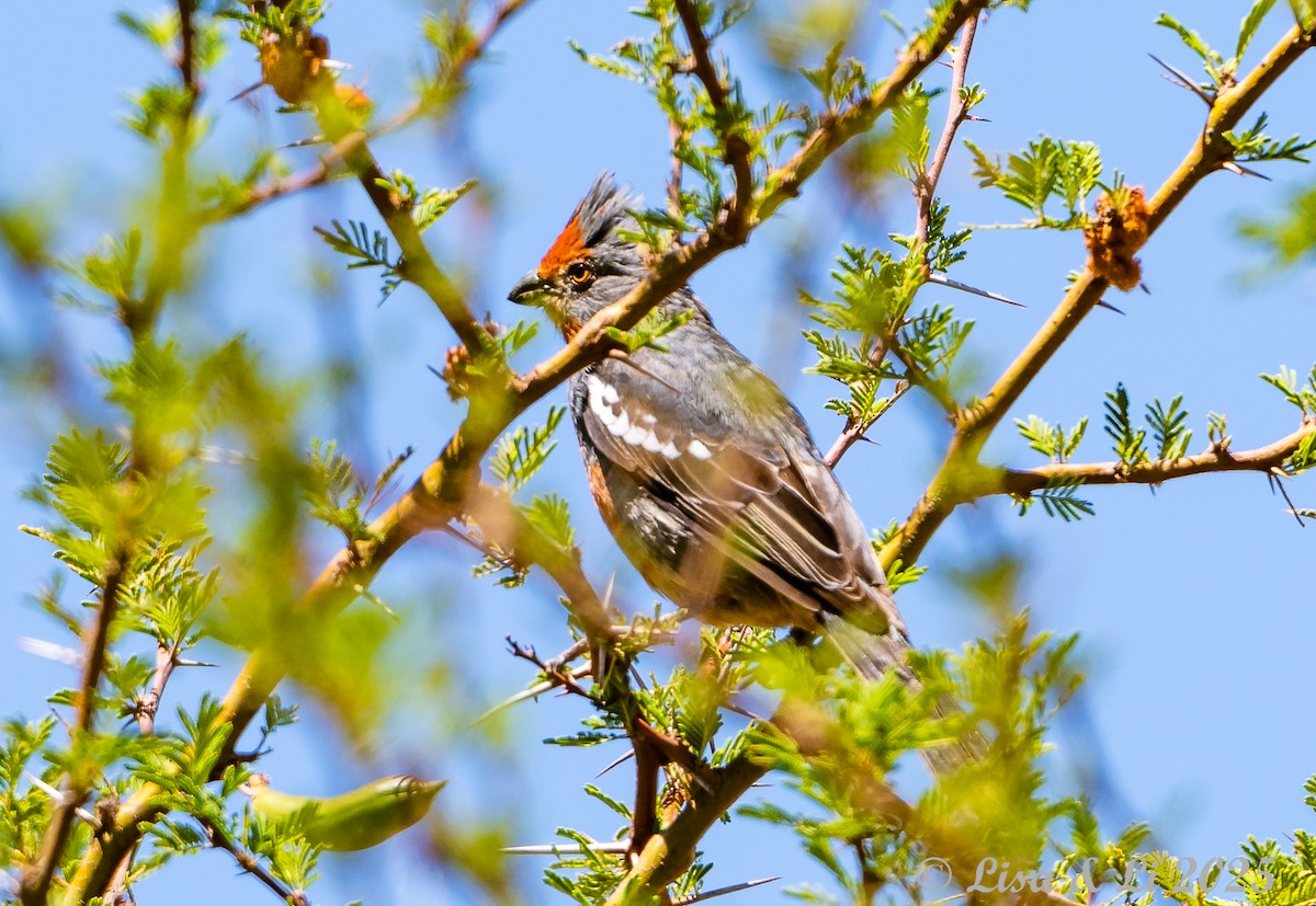 White-tipped Plantcutter - ML645738080