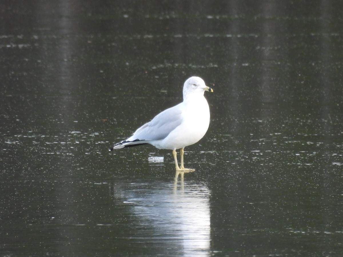 Ring-billed Gull - ML645738083