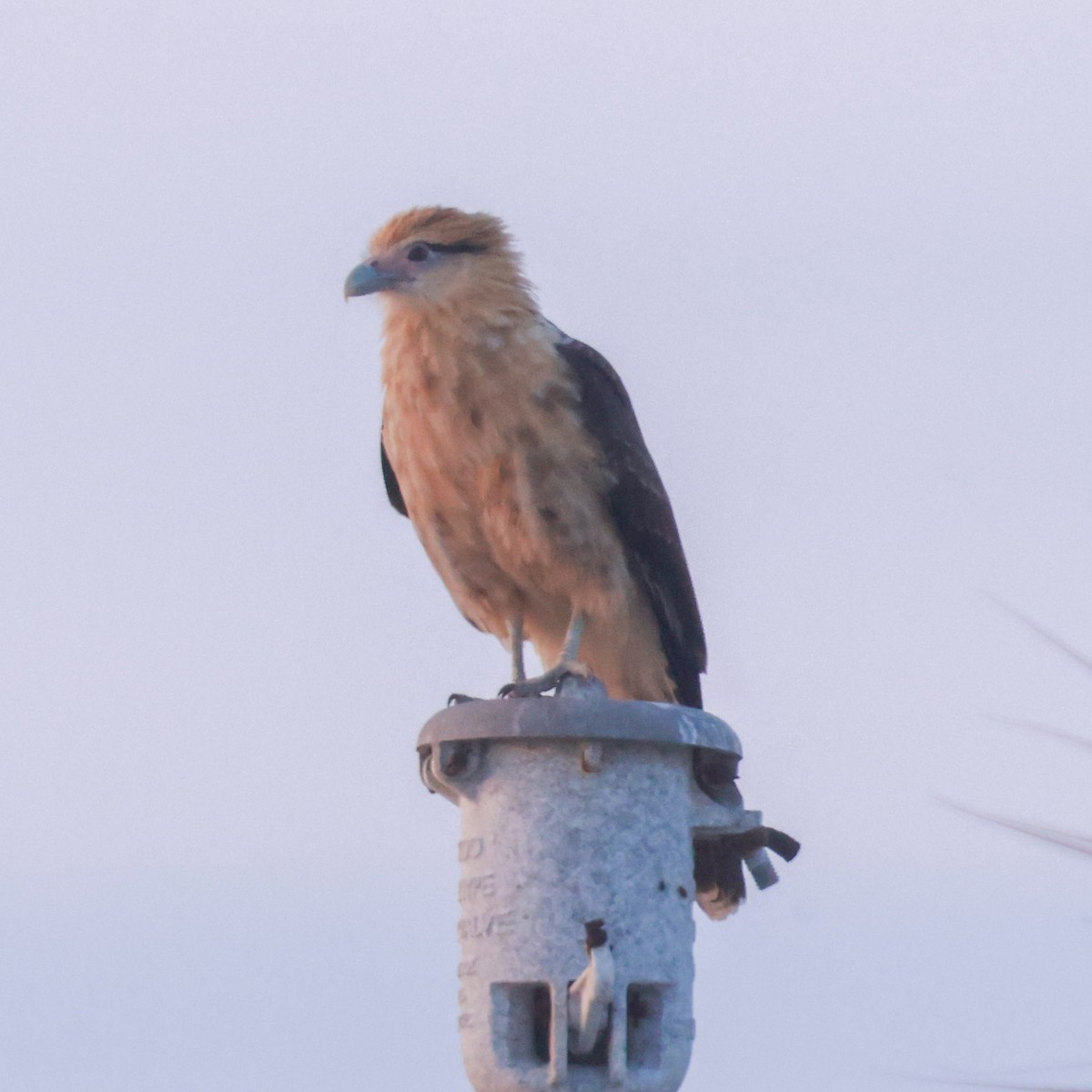 čimango žlutavý - ML645738089