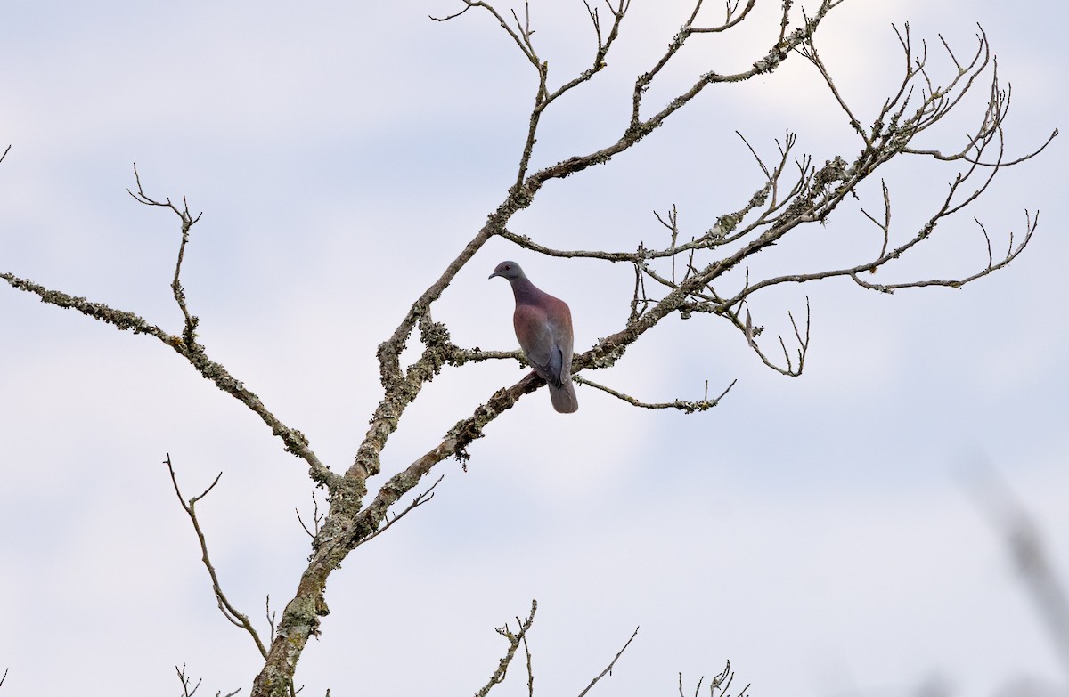 Paloma Colorada - ML645738090