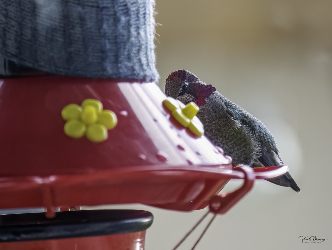 Anna's Hummingbird - ML645738094