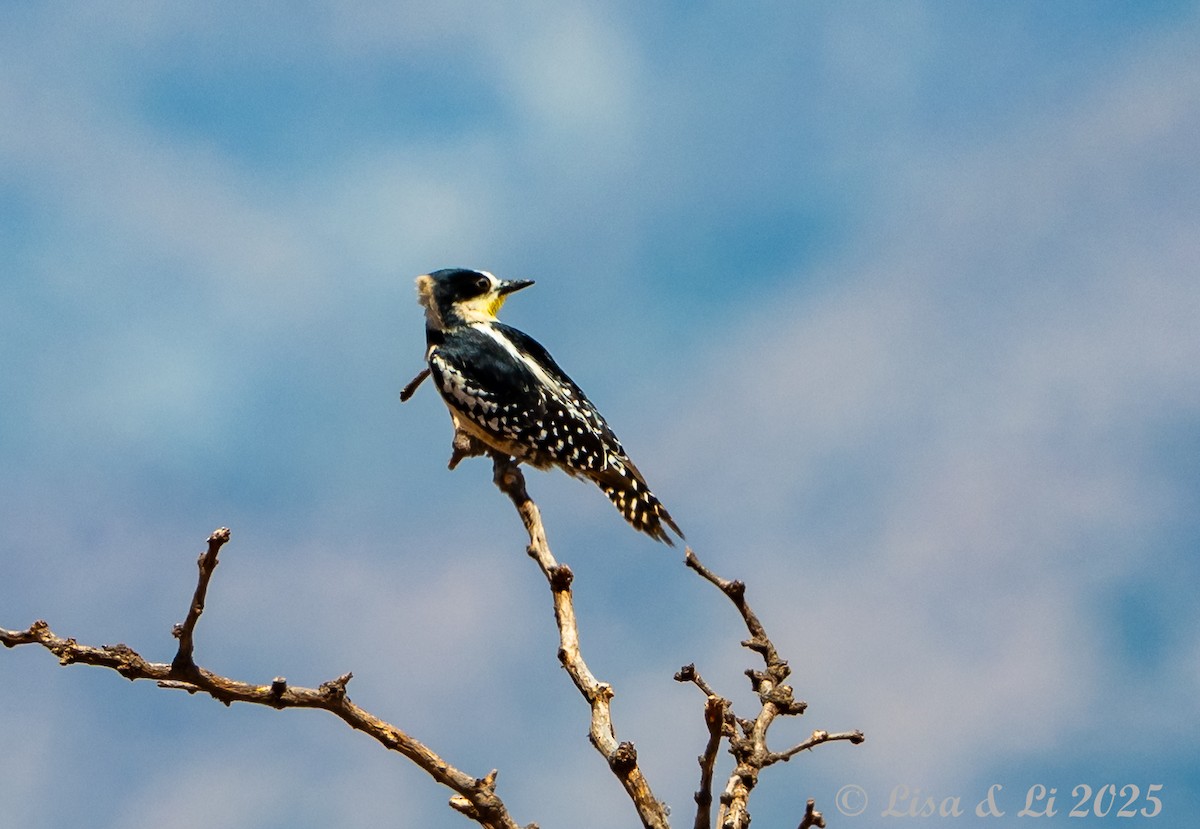 Pic des cactus - ML645738095