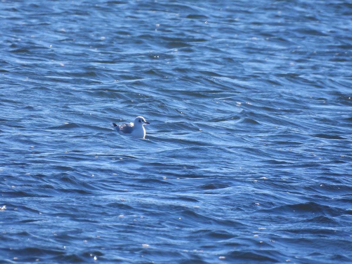 Bonaparte's Gull - ML645738096