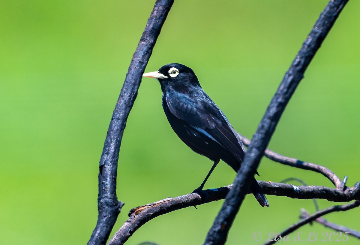 Ada clignot - ML645738101