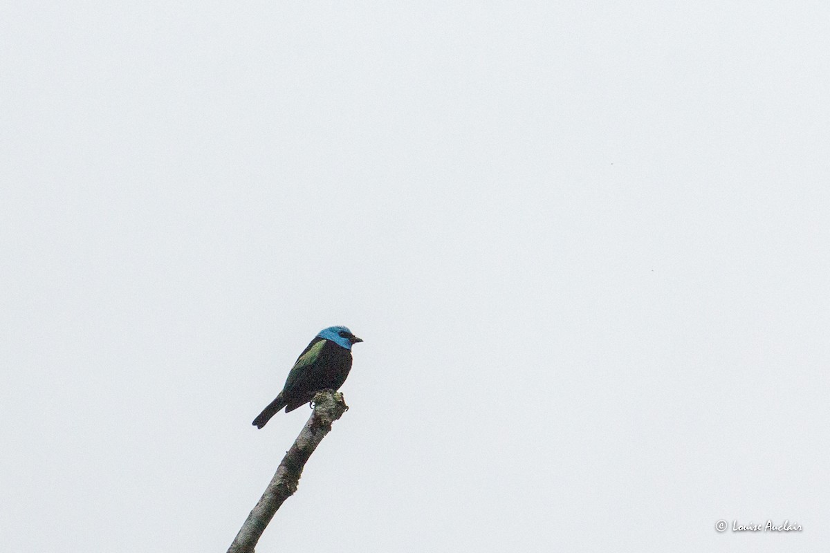 Лазурноголовая танагра - ML645738104