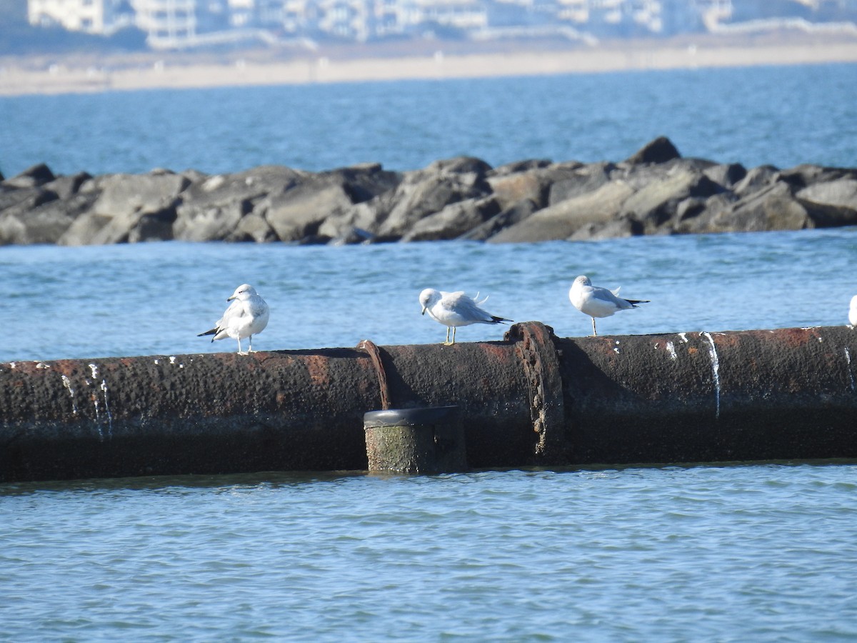 Ring-billed Gull - ML645738105