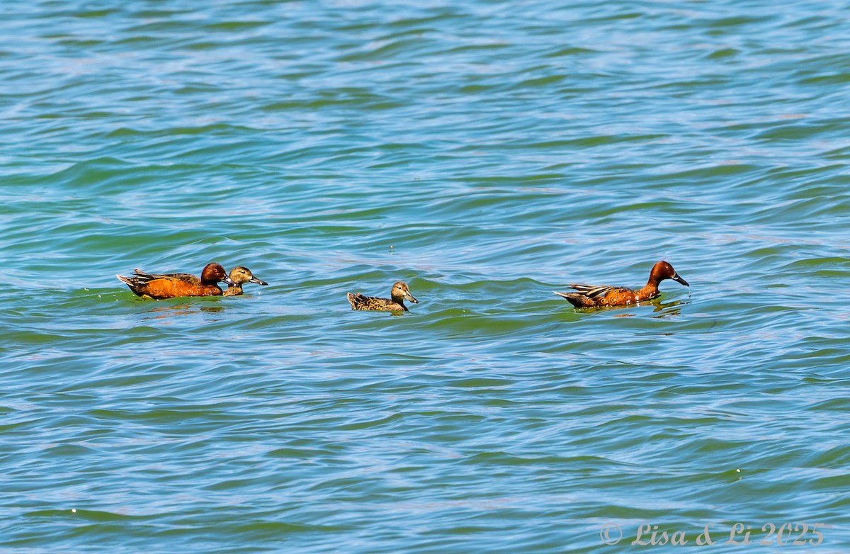 Sarcelle cannelle - ML645738117