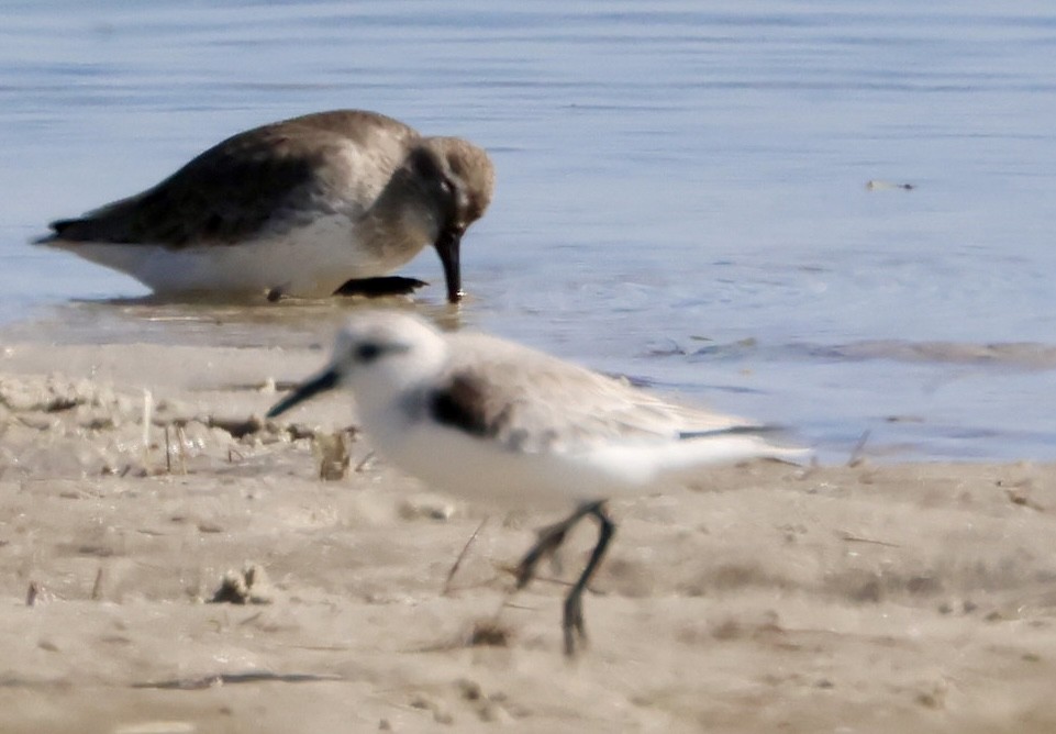 Песчанка - ML645738120