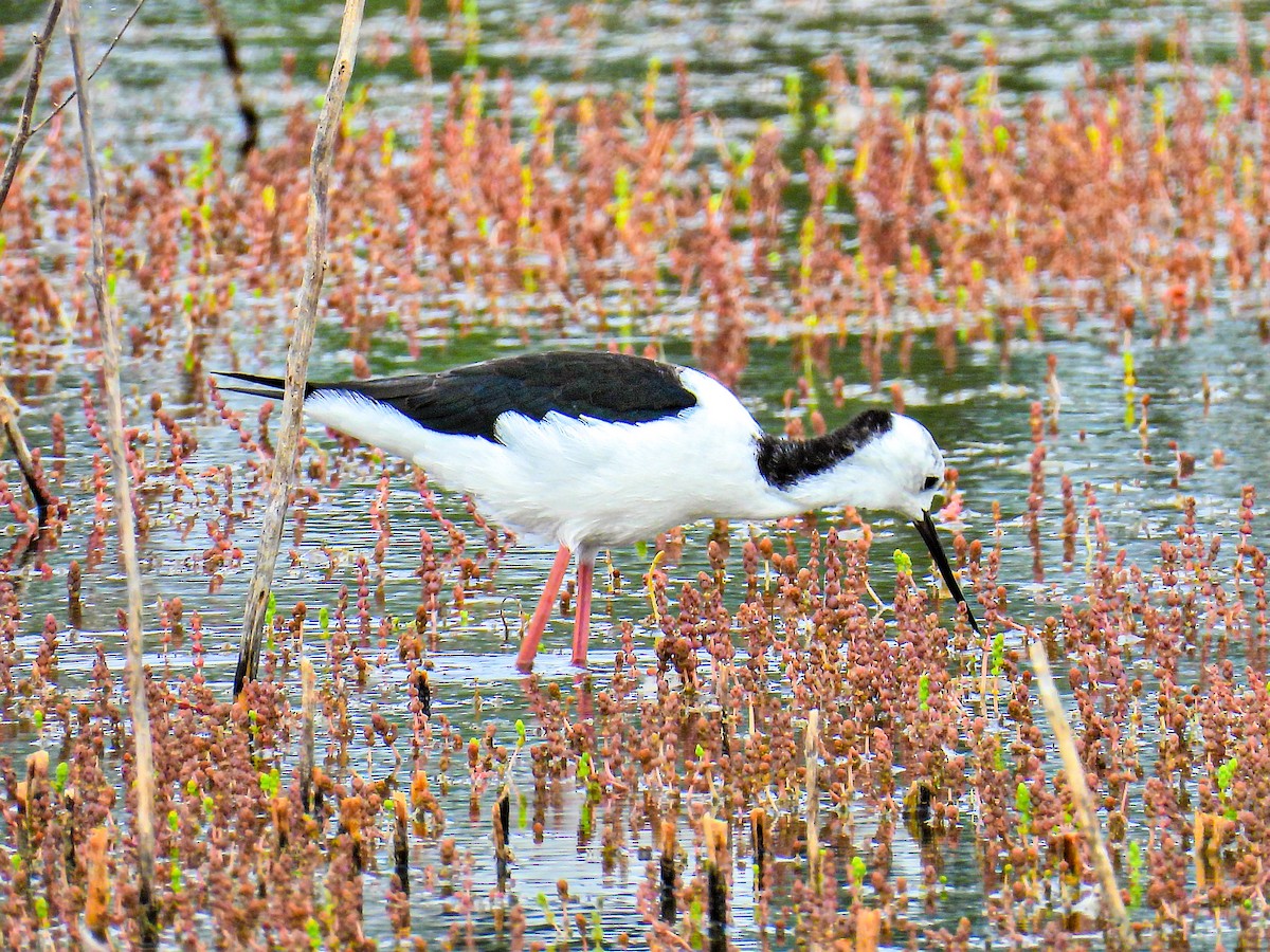 Pied Stilt - ML645738128