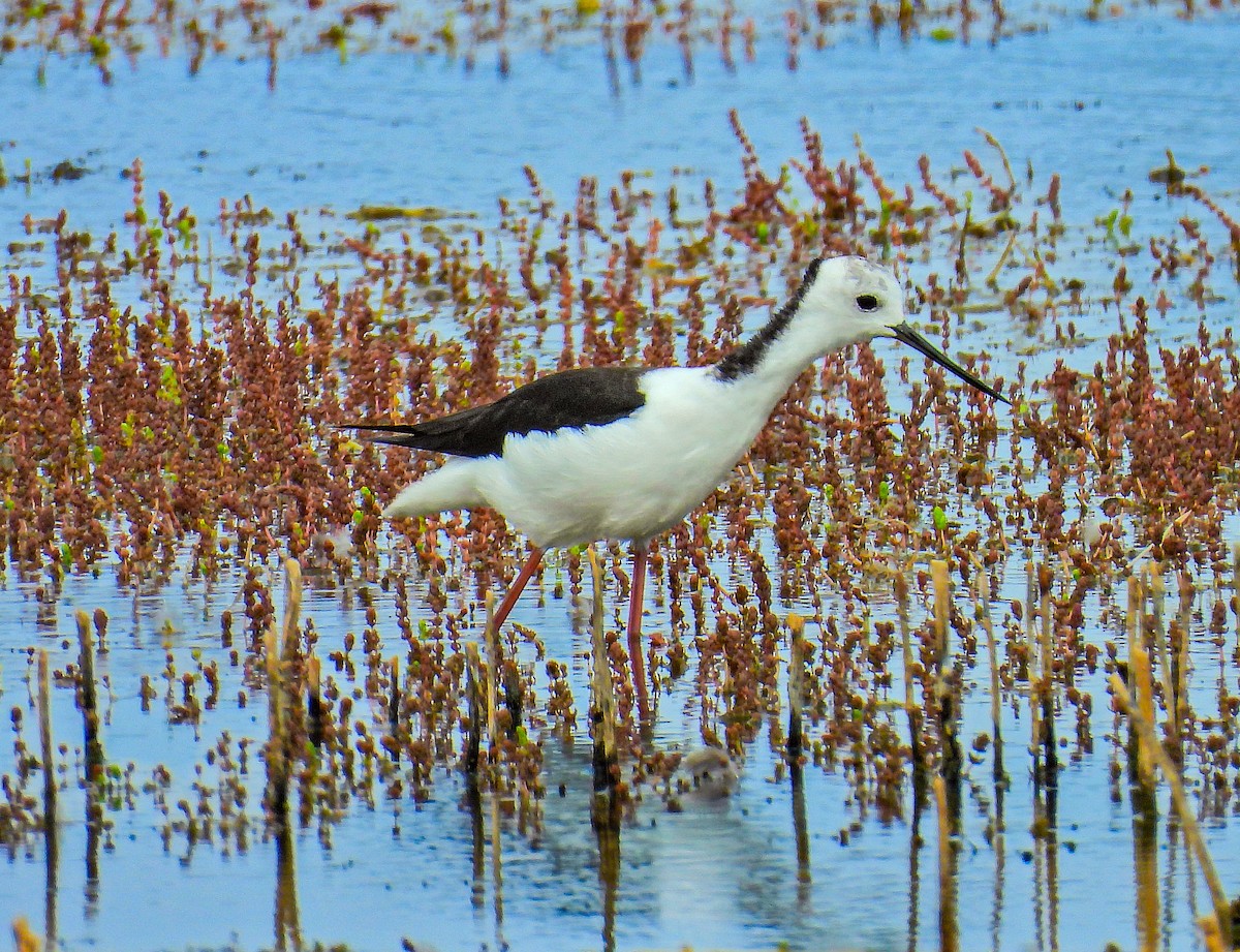 Pied Stilt - ML645738129