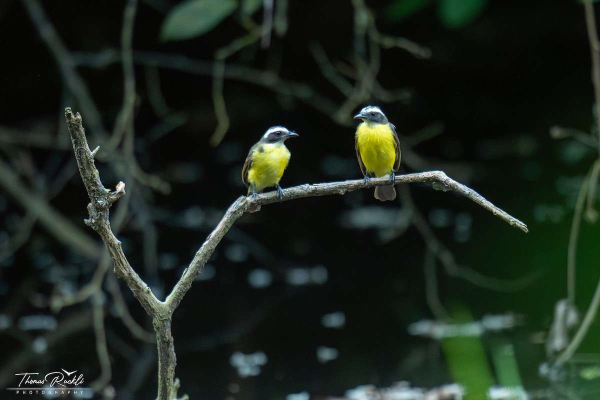 Sosyal Tiran - ML645738130