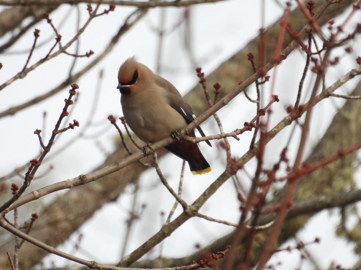 Bohemian Waxwing - ML645738145
