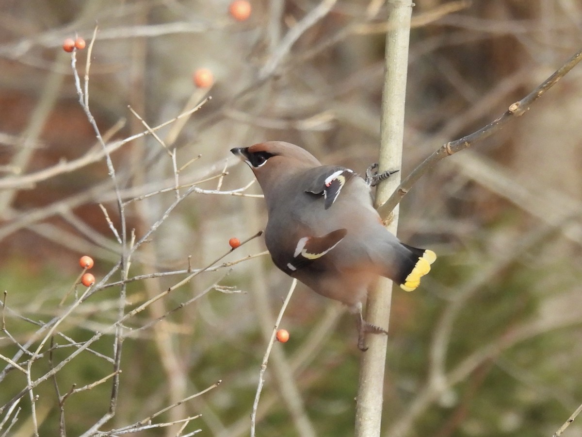 Bohemian Waxwing - ML645738146