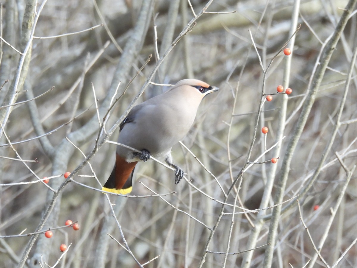 Buztanori boreala - ML645738148