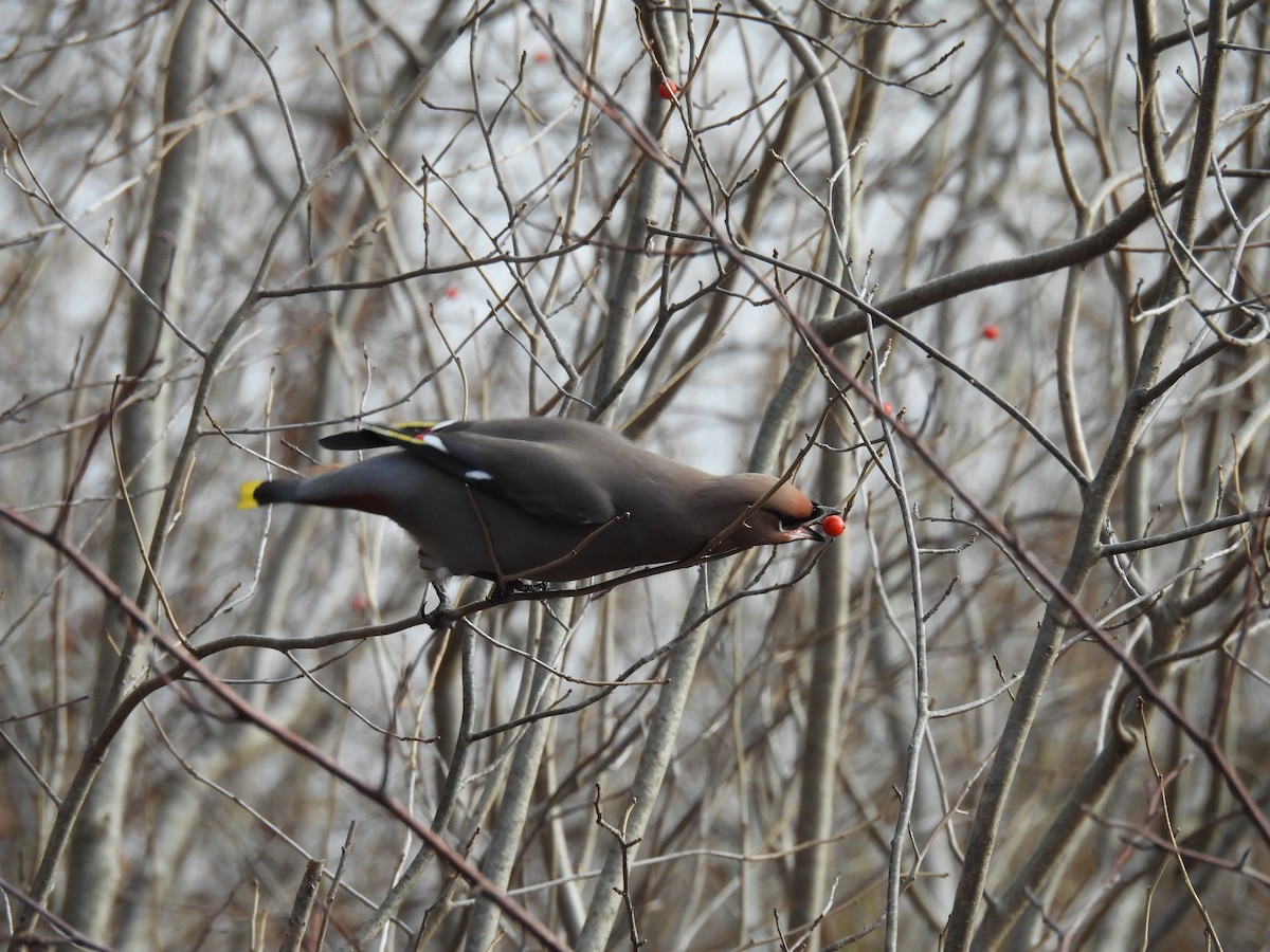 Buztanori boreala - ML645738149