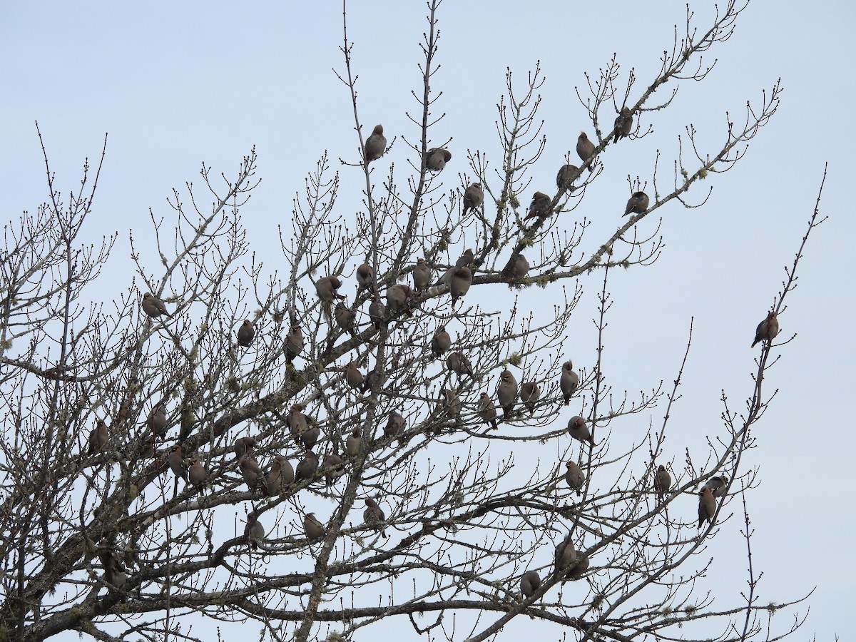 Buztanori boreala - ML645738150