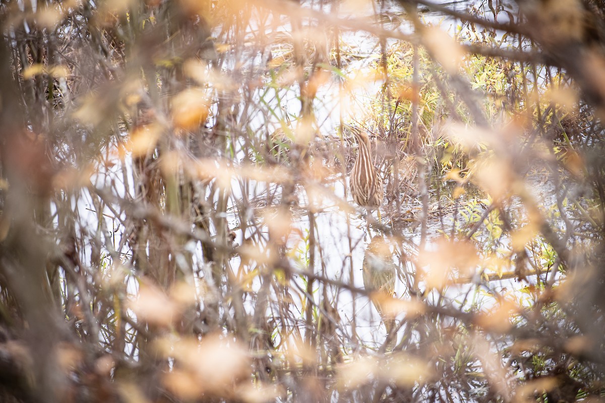 American Bittern - ML645738151