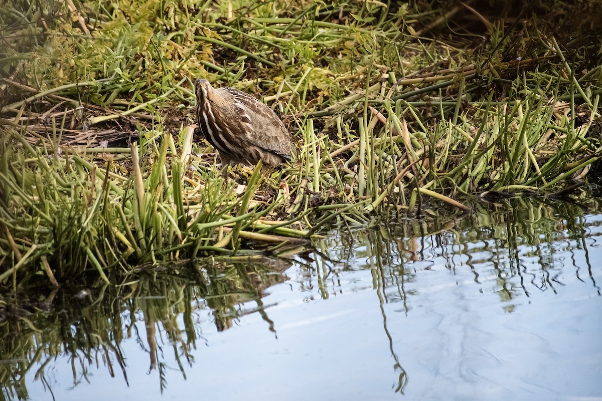 American Bittern - ML645738152