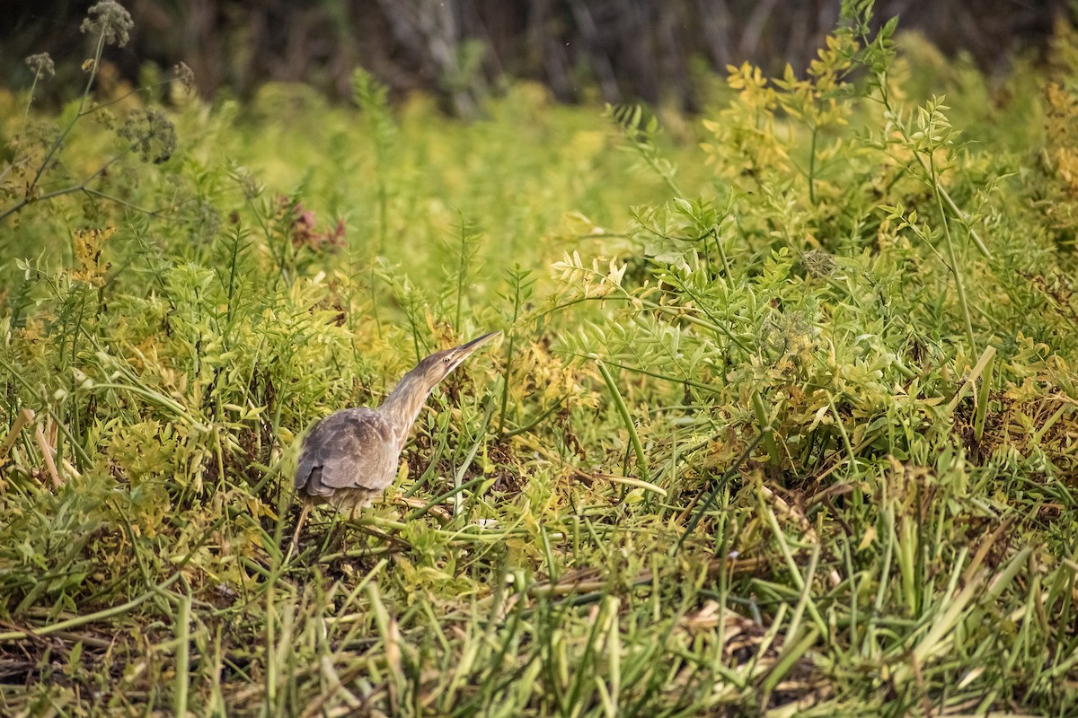 American Bittern - ML645738153