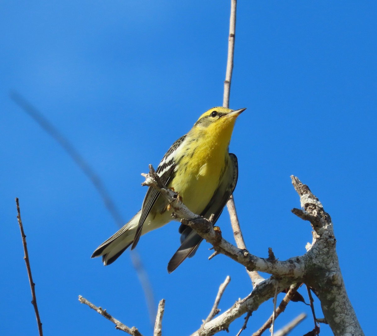 Blackburnian Warbler - ML645738173