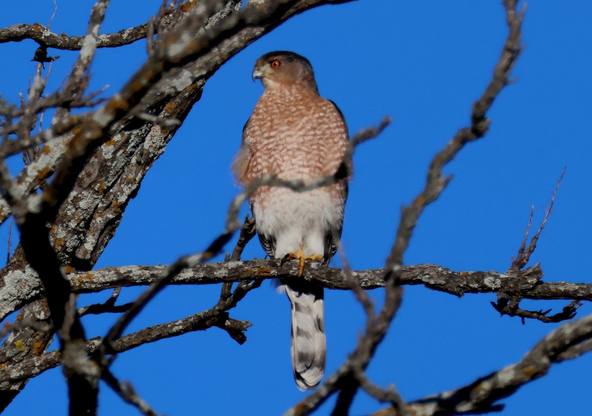 Cooper's Hawk - ML645738174