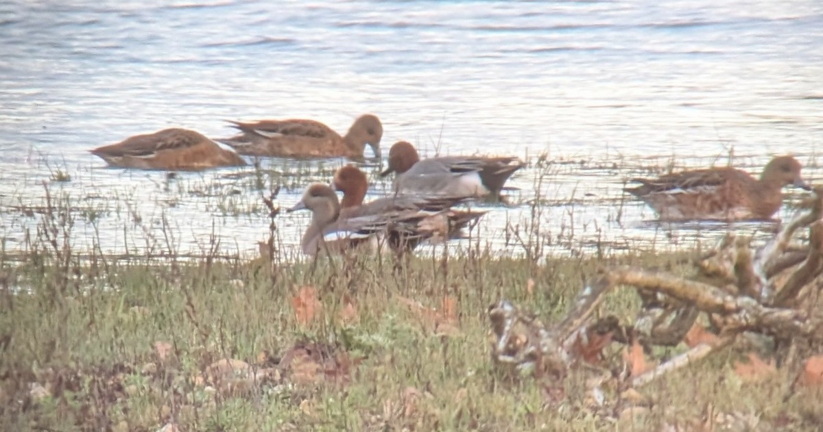 American Wigeon - ML645738183