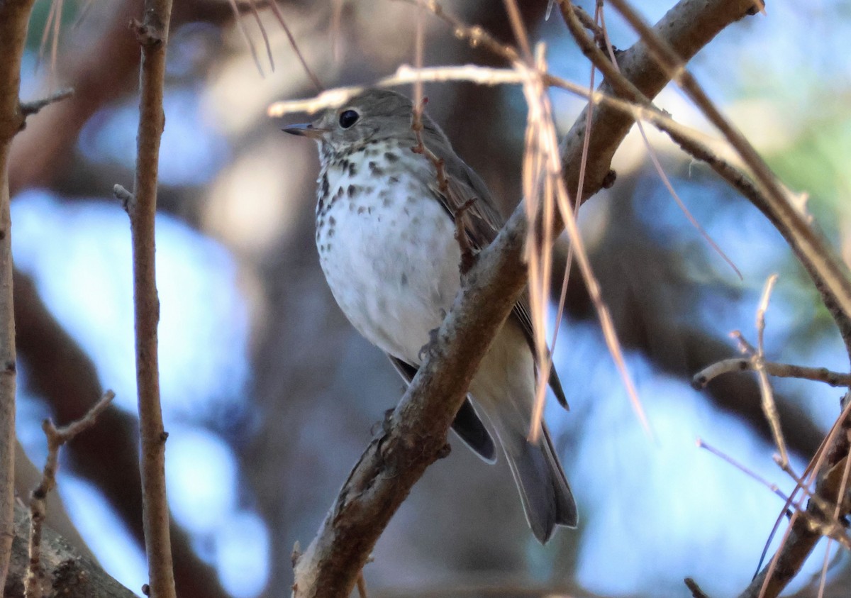 Hermit Thrush - ML645738184