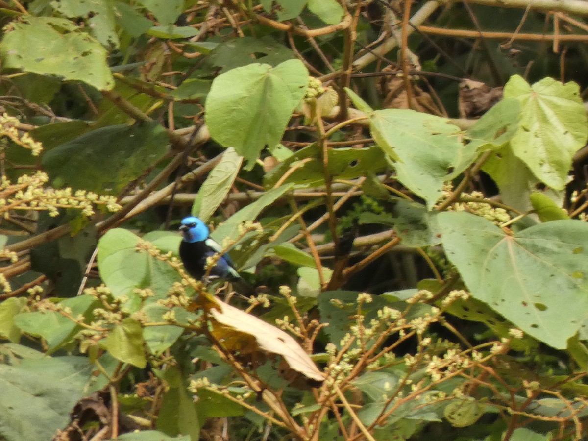 Лазурноголовая танагра - ML645738185