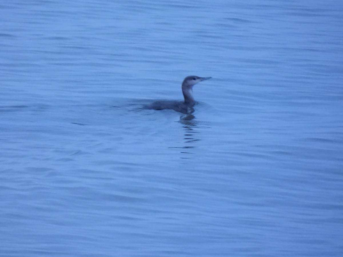 Red-throated Loon - ML645738186