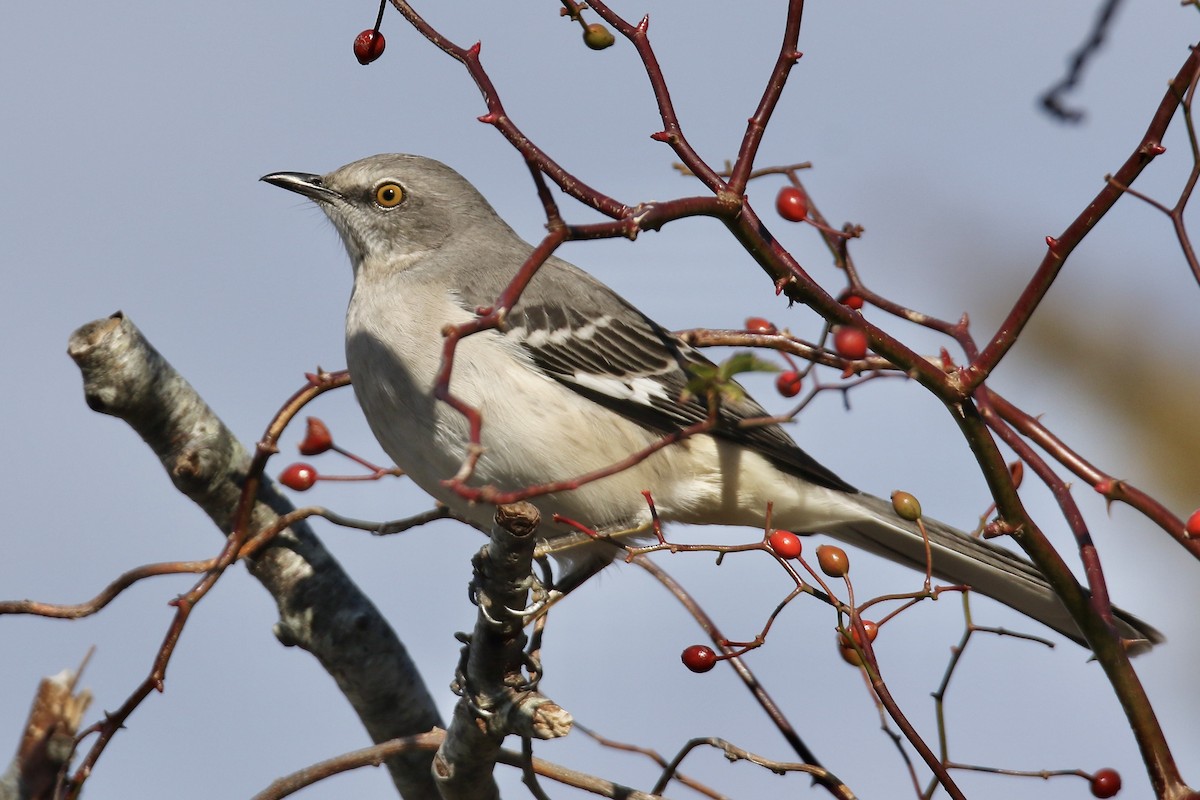 Northern Mockingbird - ML645738191