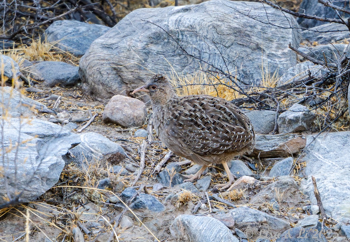 Інамбу андський - ML645738194