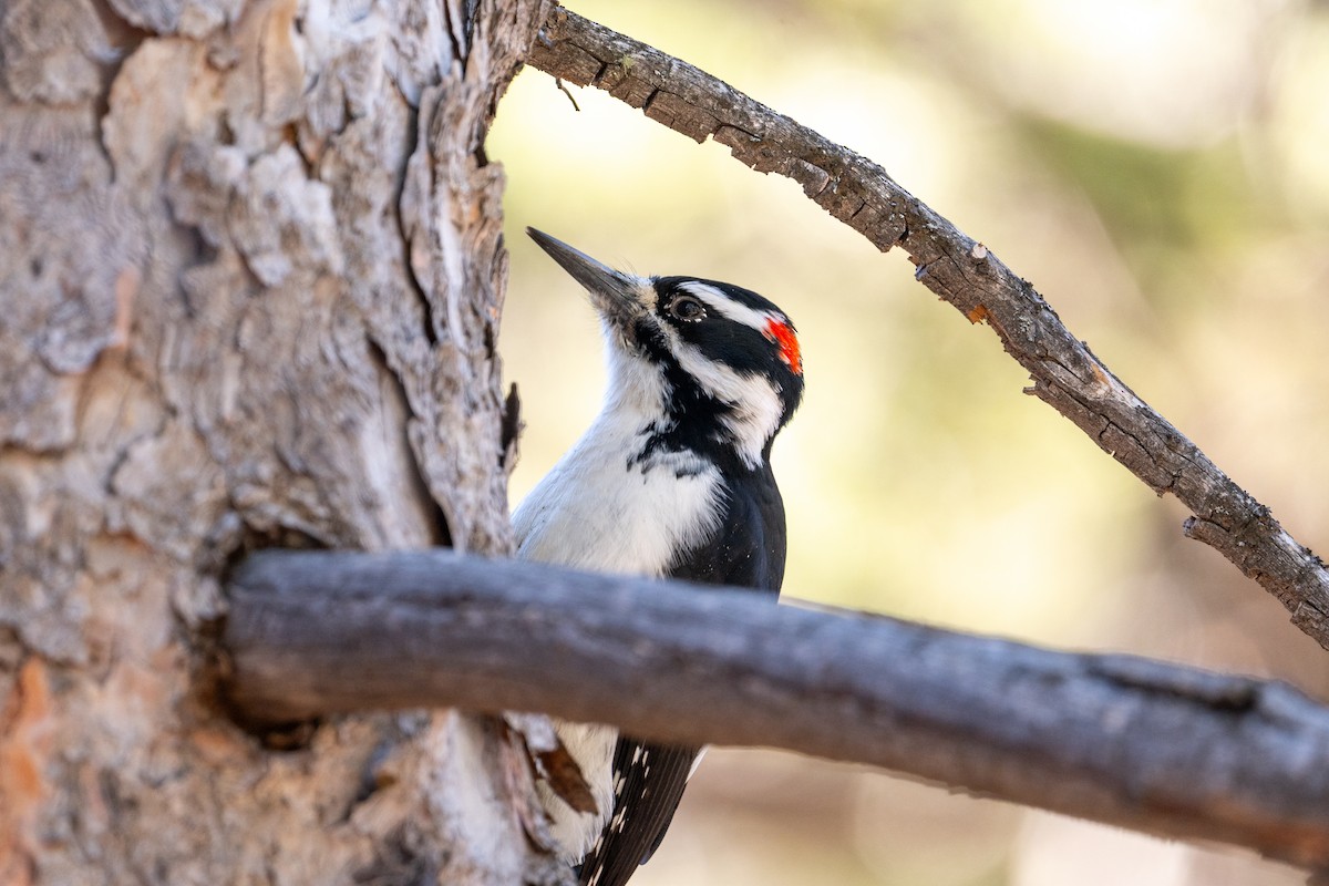 Hairy Woodpecker (Rocky Mts.) - ML645738196