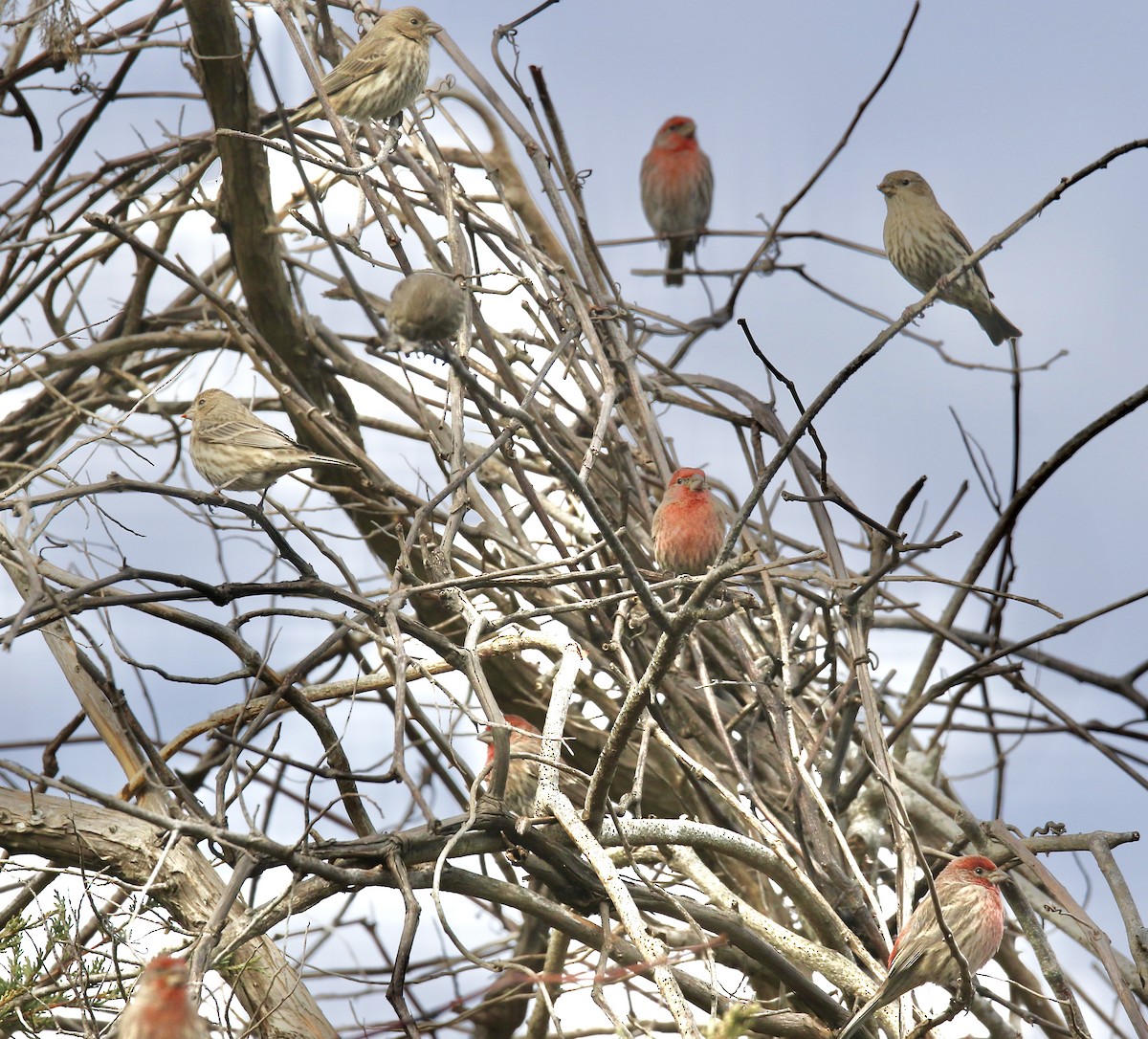 House Finch - ML645738208