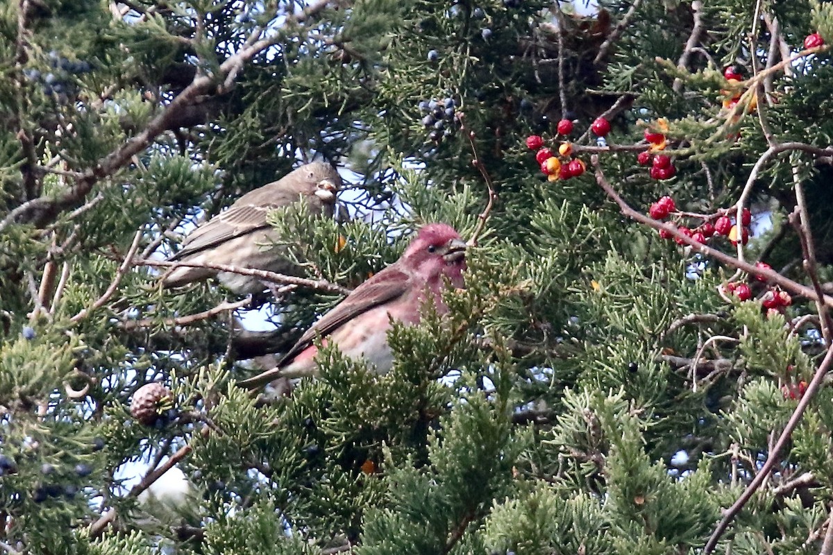 Purple Finch - ML645738218