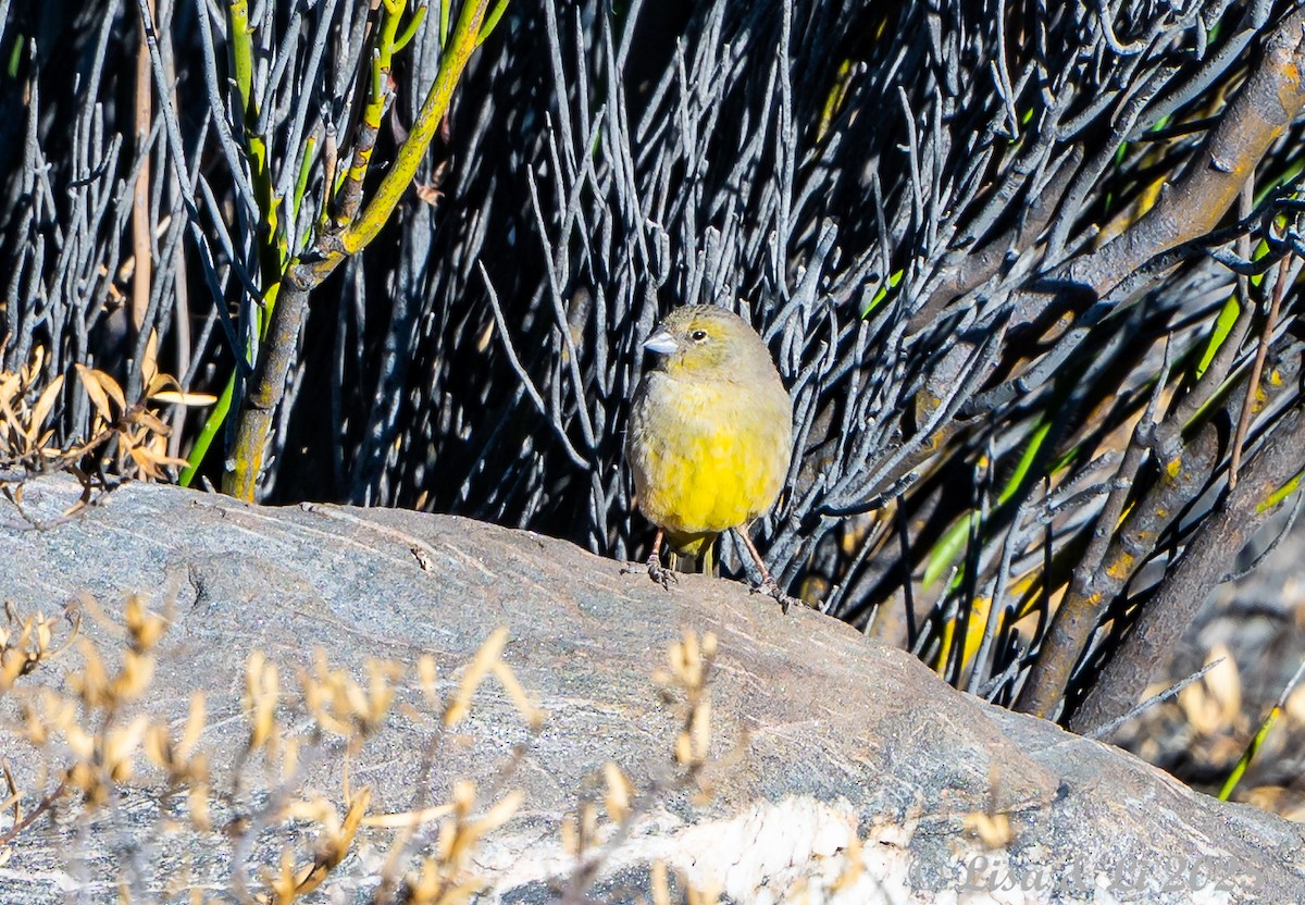 Greenish Yellow-Finch - ML645738226