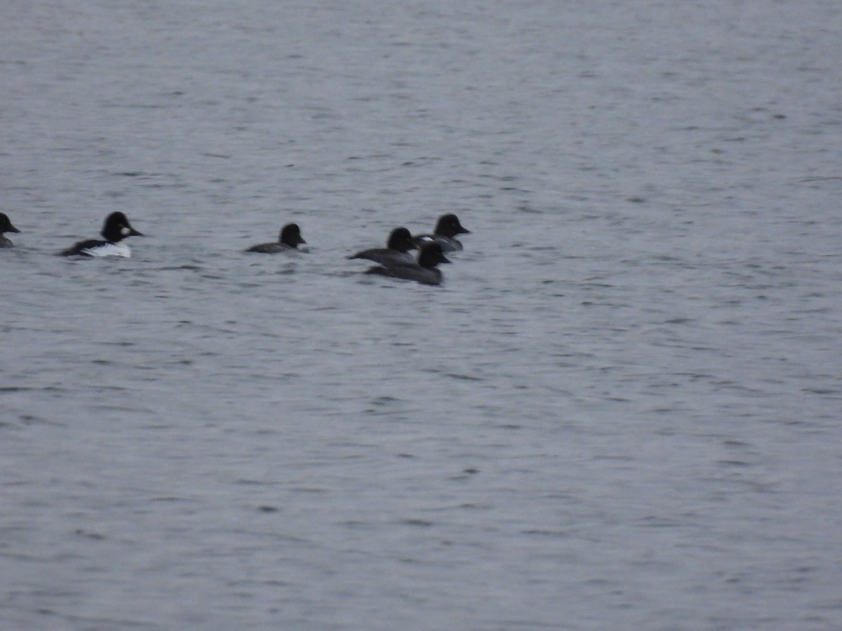 Common Goldeneye - ML645738228