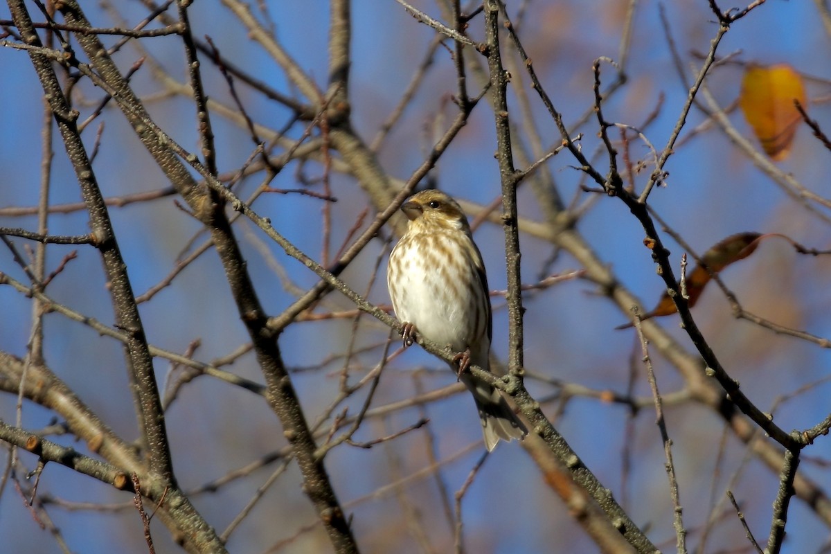 Purple Finch - ML645738231