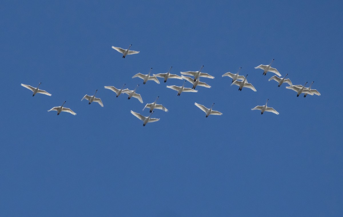 Tundra Swan - ML645738247