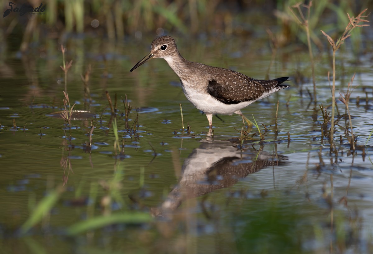 Solitary Sandpiper - ML645738254