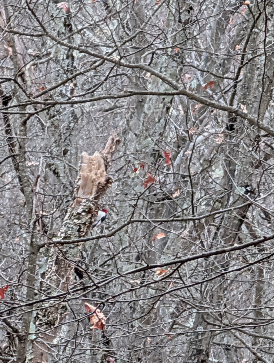 Red-headed Woodpecker - ML645738264