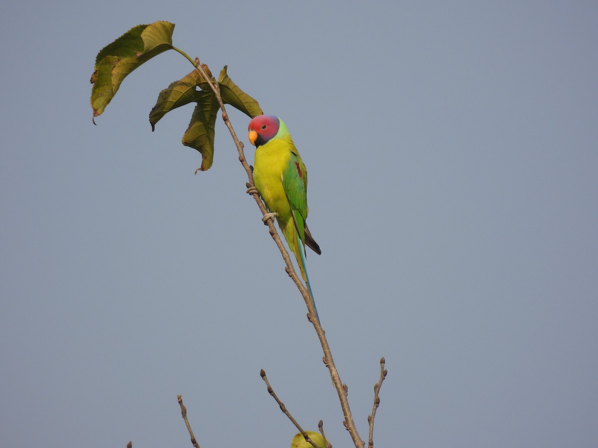 Plum-headed Parakeet - ML645738280