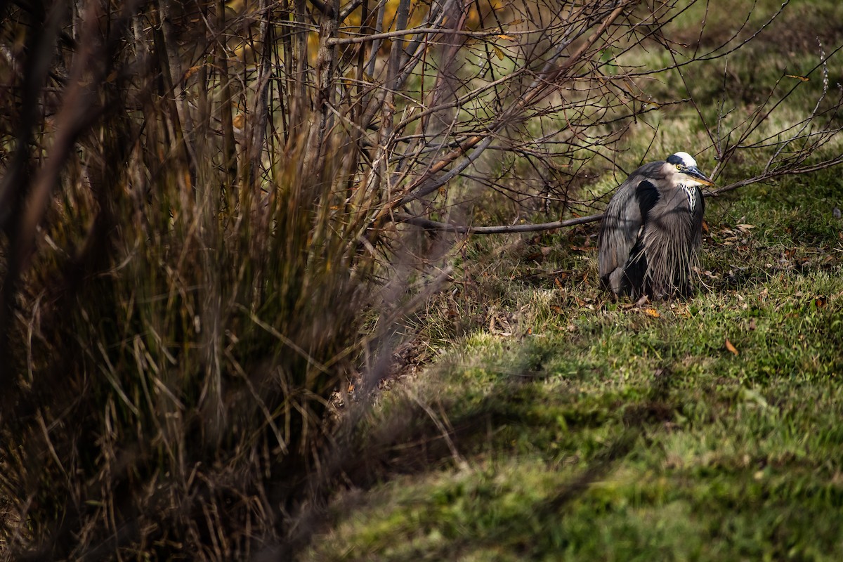 Great Blue Heron - ML645738281