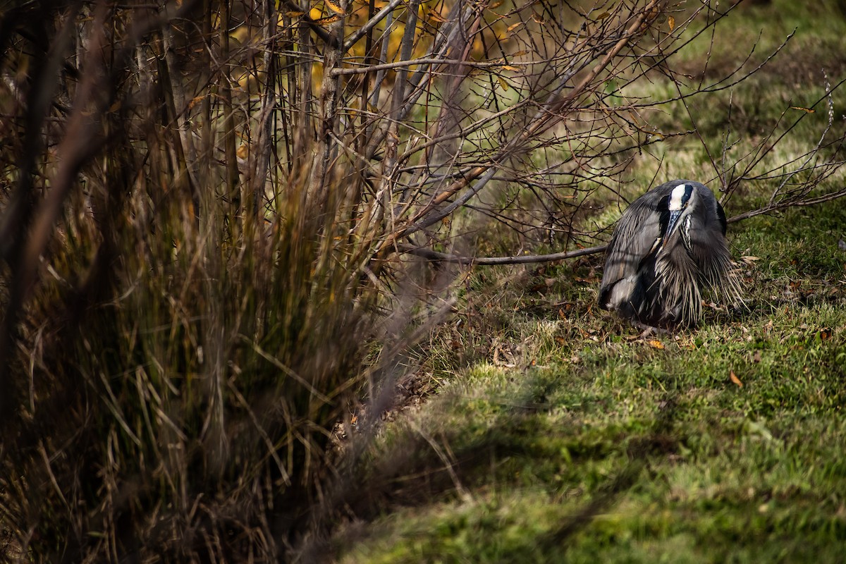 Great Blue Heron - ML645738282