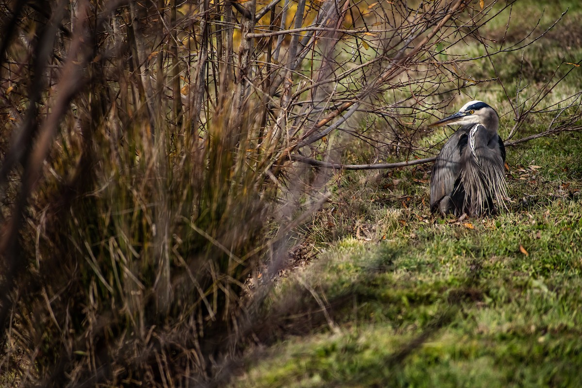 Great Blue Heron - ML645738283