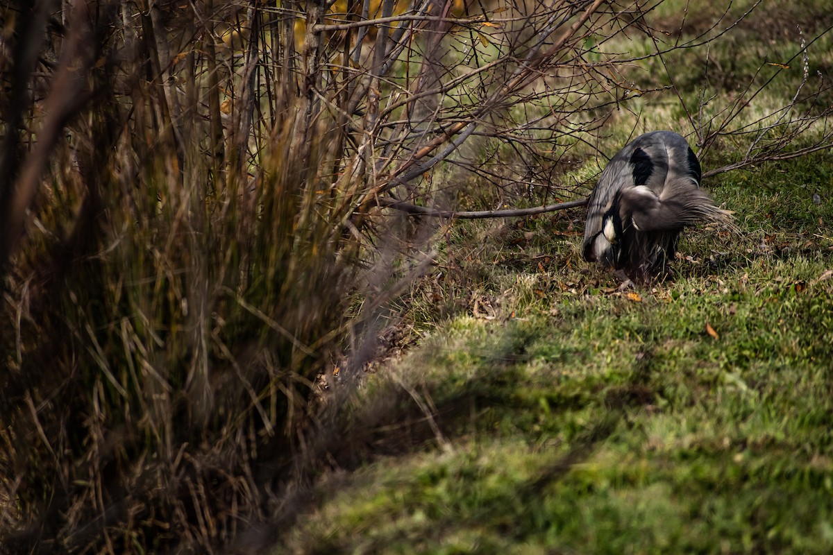Great Blue Heron - ML645738284