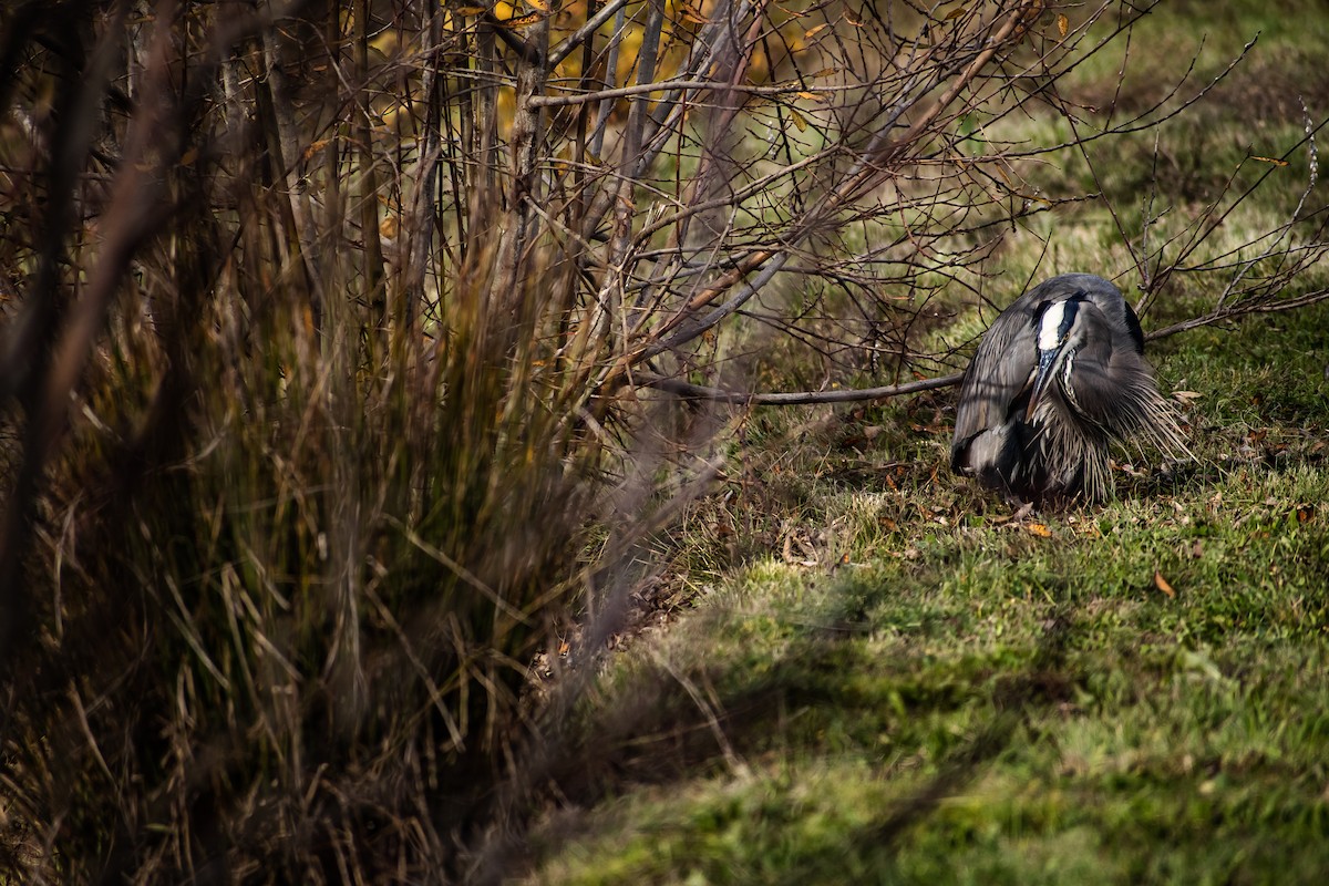 Great Blue Heron - ML645738285